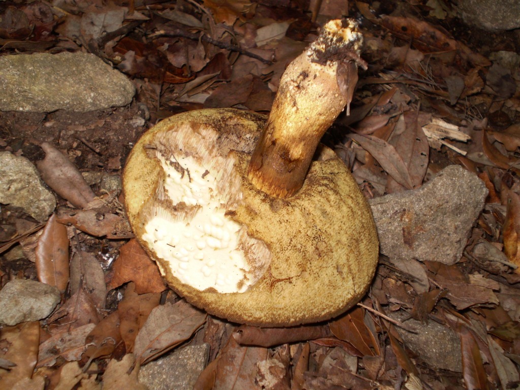 boletus ... ?